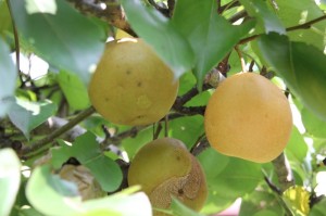 2011-07-24 15-30-52 (Custom)